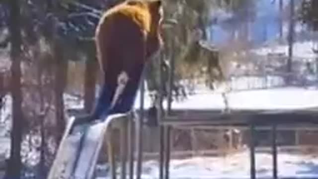 Free Stock Video For Everyone No Money - Bear Enjoy Sliding Ride