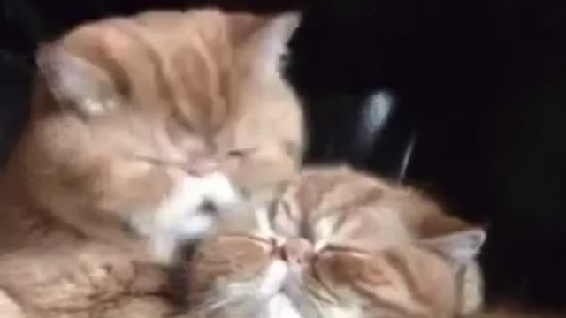 Johns tales of the tails