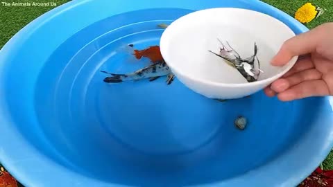 Gold fish son smalll fish to get food best fish video