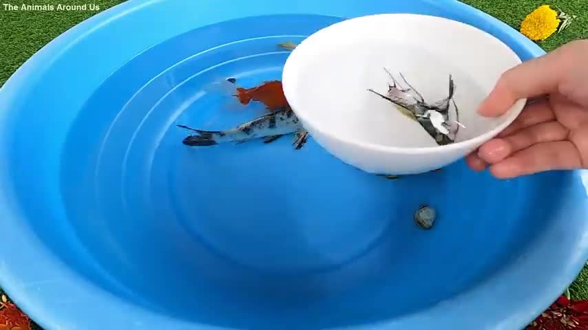 Gold fish son smalll fish to get food best fish video