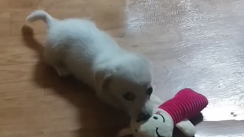 a cute little puppy playing with toys