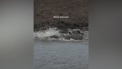 WILD ANIMALS HUNTING PREY COMPILATION RELAX FOR LIFE ​​​#24