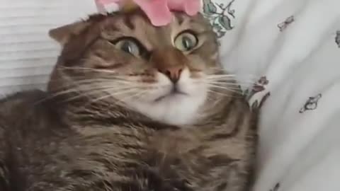 The cat's excessive reaction to the flower and the song