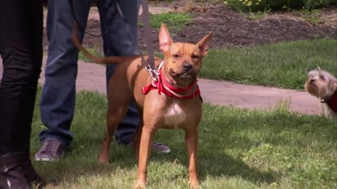 Out of Control Dog Tears Through House and Bullies their Owner! _ It's Me or the Dog