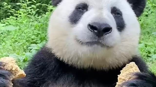 Chinese panda is so cute. What does it eat? Doesn't it eat bamboo