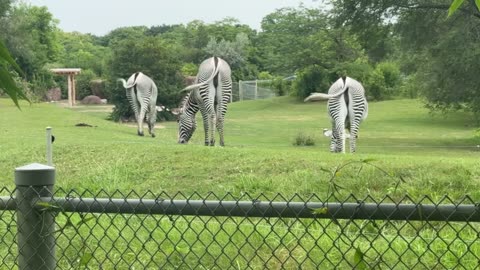 Toronto zoo zebras