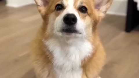 Angry Corgy Part 1