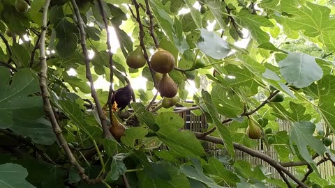 A black Bird Grooms itself and has a quick bite of a Fig in the Flemish Tasty Forest