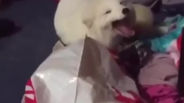 Cat bs dog funny thing in the world