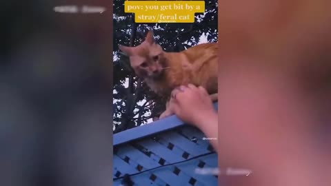 Funny dogs 🐕 and 🐈 cat 😄