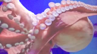 Mariachi Del Pulpo (Octopus) Promo of Guitar Duo Composition by Noel Schwenk