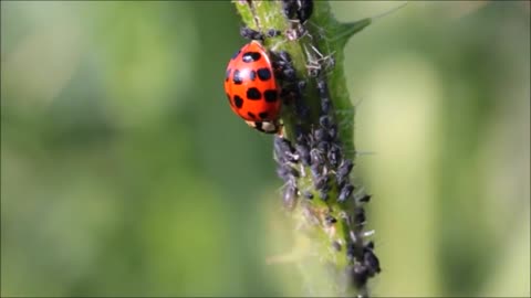 Ways to control insects, useful tips The Komissarov family