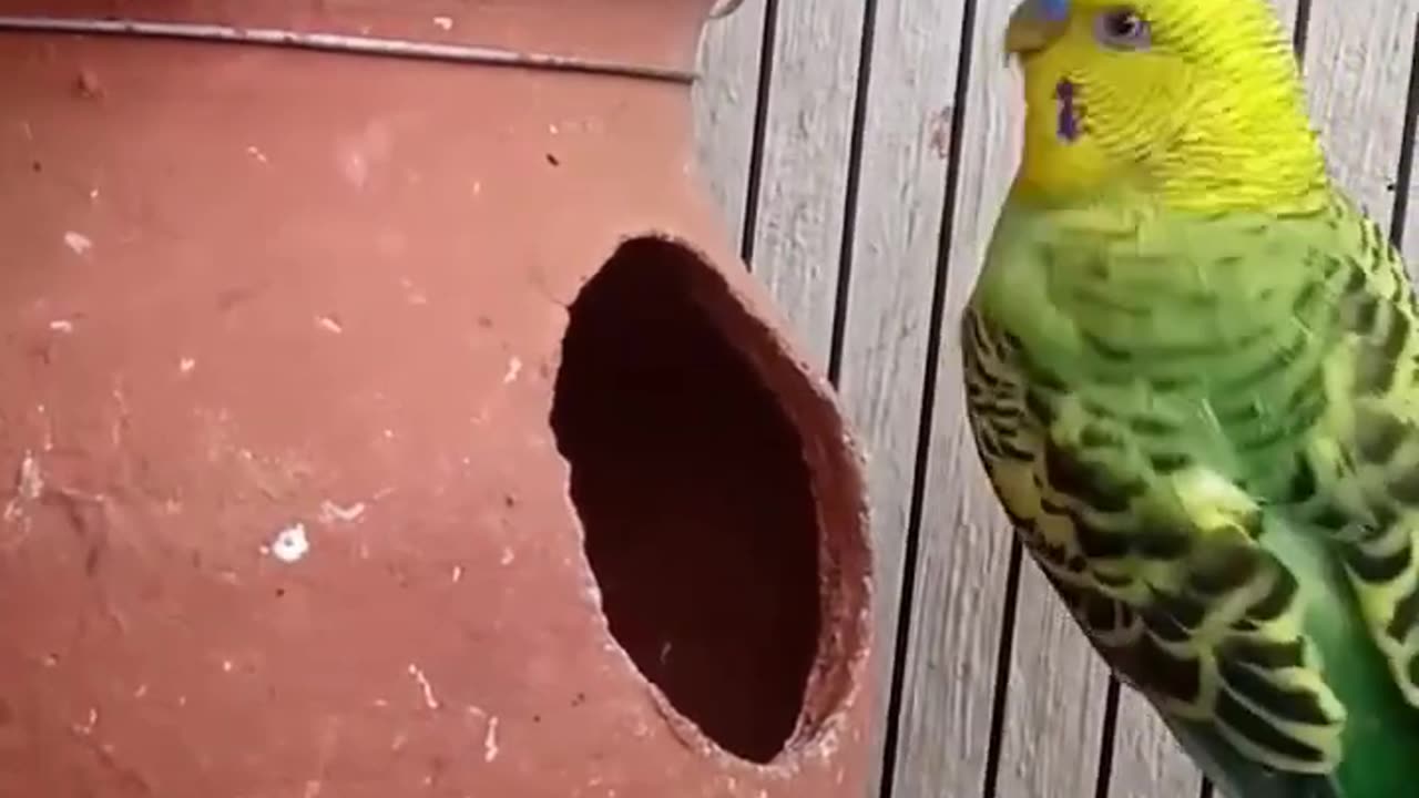 Love birds sound 🕊️🐦