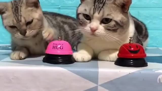 Cat asks for food with a bell