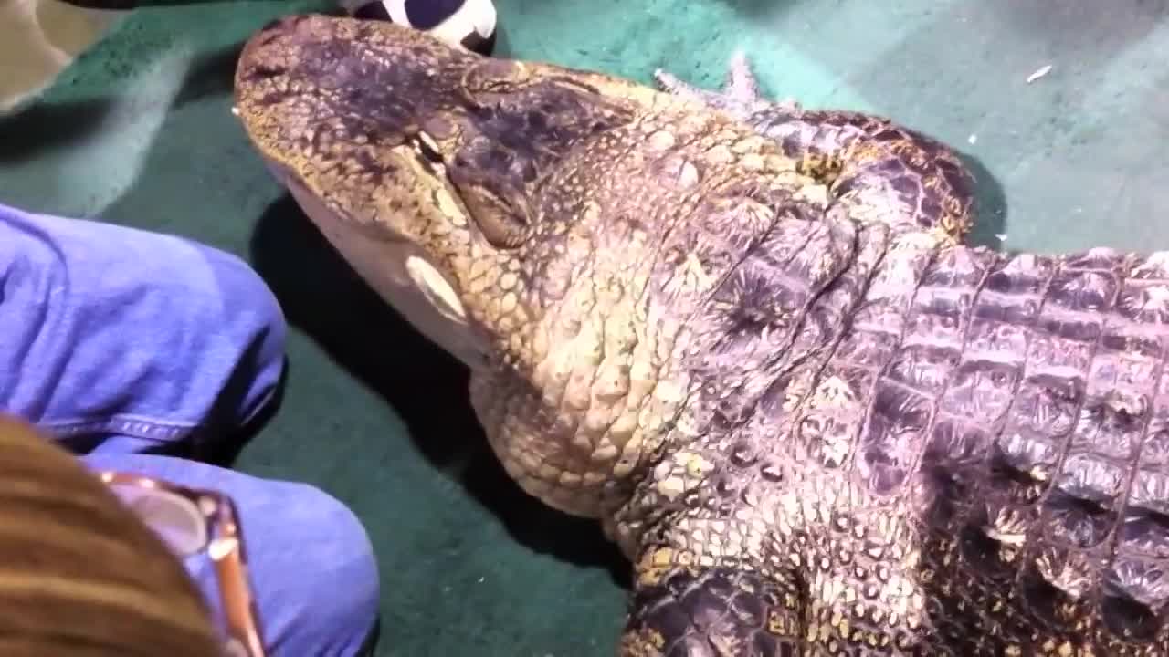 This alligator is so tame, you can pet it!