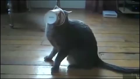 Funny Cat The cat can't break away from the glass with food very funny video