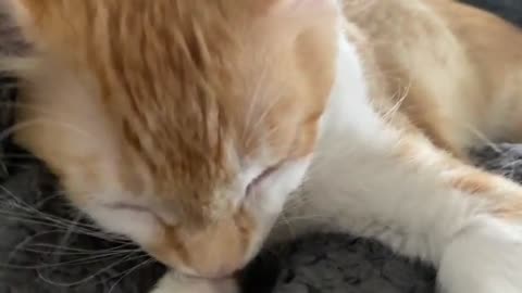 This Kitten Purrs So Loud!