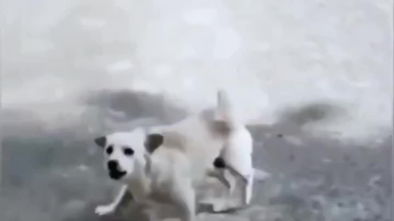 Funny Animal Video 🤣🤣😂