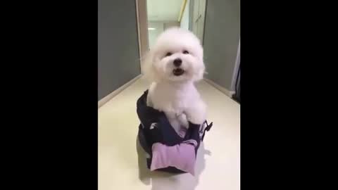 Funny Dogs Video