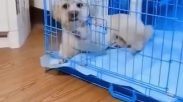 #shorts EXTREMELY Smart dog wants to relax with comfort! Wow so cute