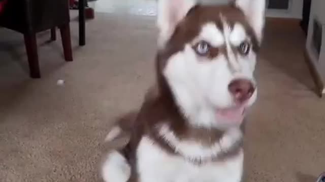 Stubborn Husky Dog Videos 😁😇 Best Funny Animal Videos 2022 😺 Funny Dog Videos 2022 😁