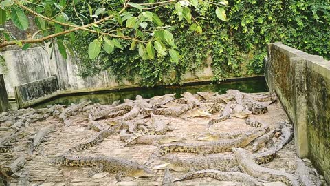 Many crocodiles in the cage