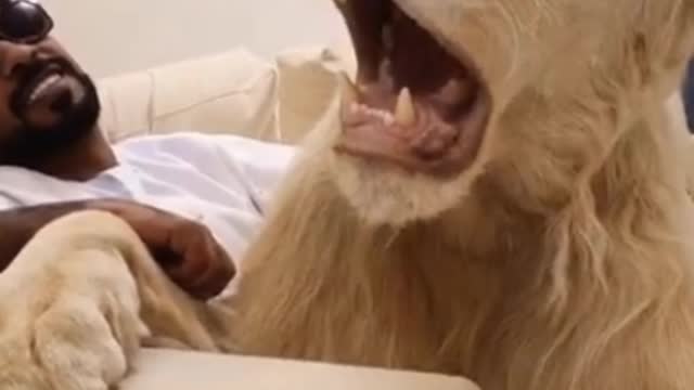 Lions and tigers can also become pets?
