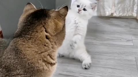 Kitten attack his mom