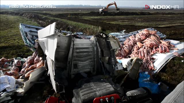 Svinjske polovice rasute po cesti