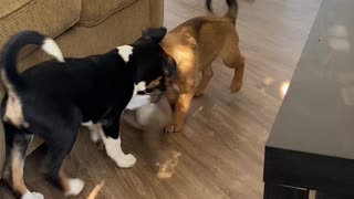 Puppies playing dinosaur tug