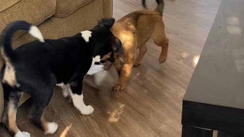 Puppies playing dinosaur tug