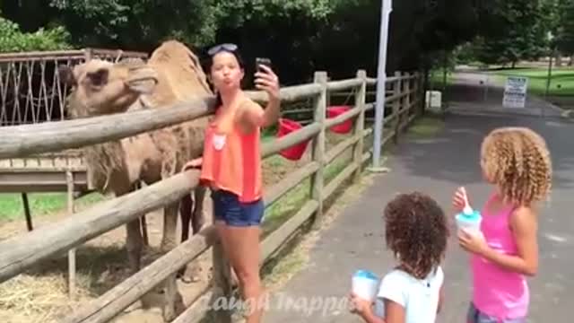 OMG dangerous camel funny video