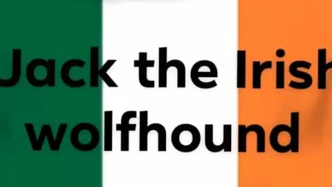 Old black car by jack the Irish wolfhound