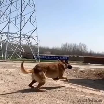 Belgian Shepherd Dog Training: The Best Malinois Dog Jumping and Climbing walls and trees video 2021