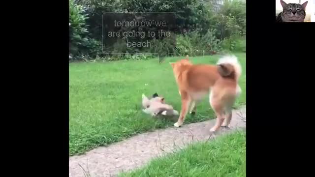 funny & cute dogs