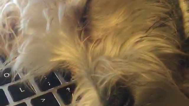 White dog falls asleep on keyboard