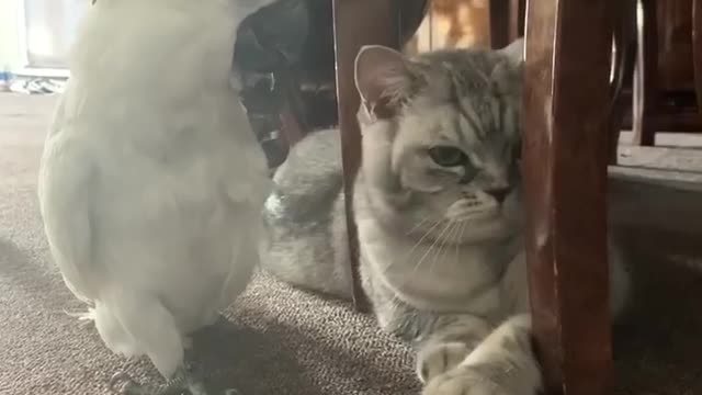 Meet Simba - Laziest pet ever