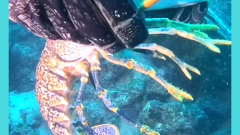 Hero Divers help #lobster get out of a ghost net