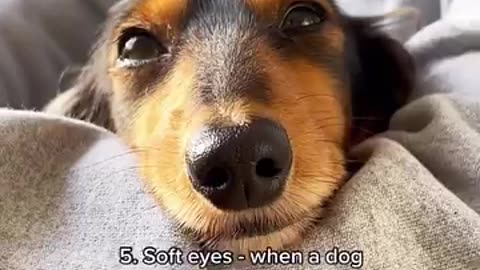 5 SIGNS YOUR DOG IS TRULY HAPPY