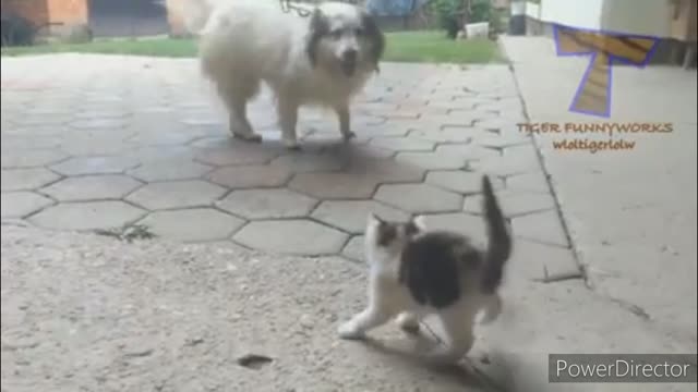 Funniest cats video 2022 #46