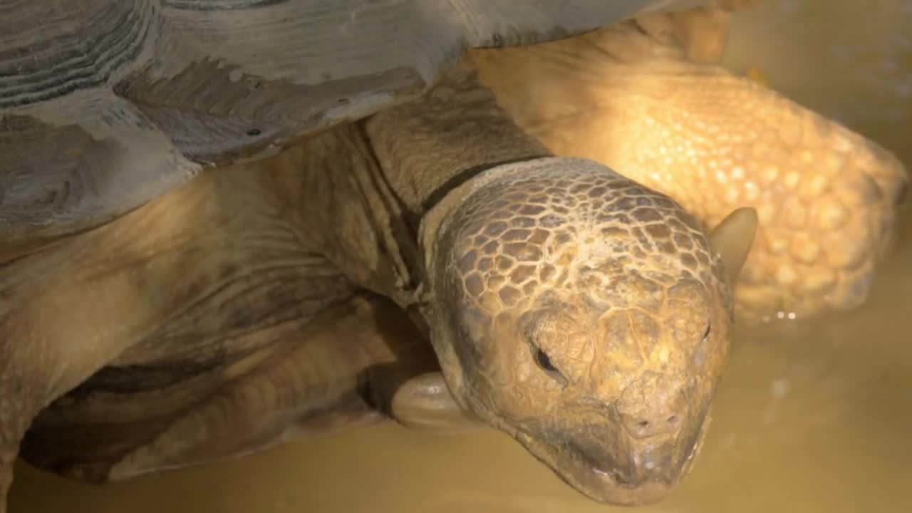 A closeup of a big turtles head. The turtle is standing in a clean water