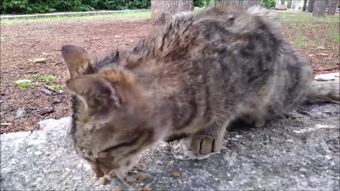 Feeding a Lonely Male Cat that got Caught in the Rain