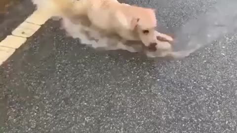 Puppies enjoying in rain