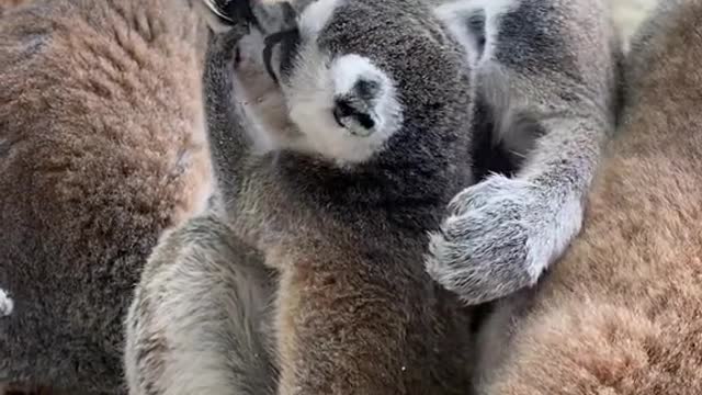 Mother and baby raccoon
