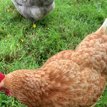 Lurleen Bracegirdle, Houdini and some of the girls