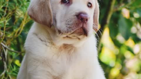 Labrador pet lovers