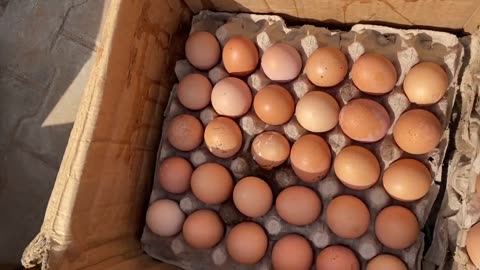 egg distribution business