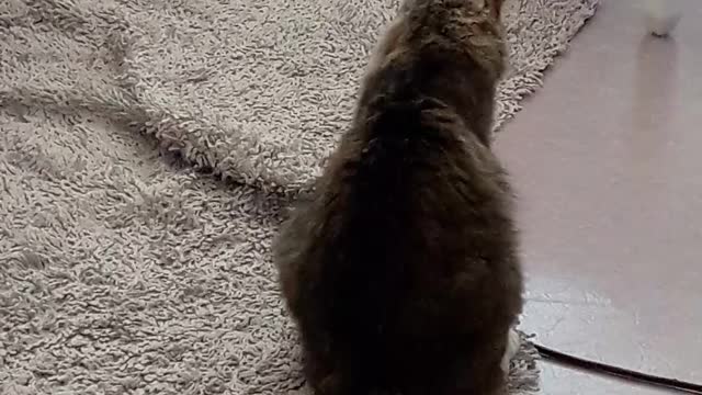 The pet cat confused what was happening to him.