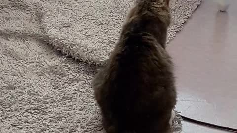 The pet cat confused what was happening to him.