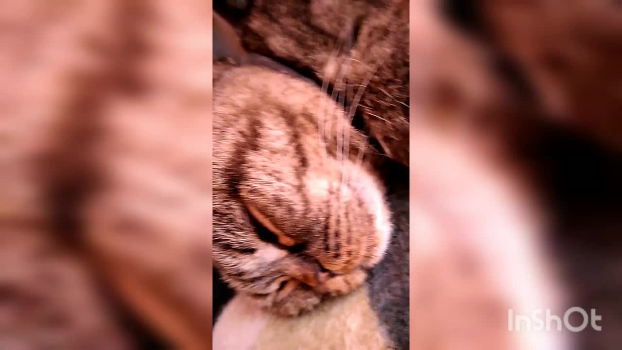 Fanny animals. Cat sleeping sweetly.